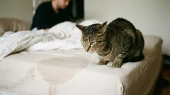Il gatto ha iniziato a fare i propri bisogni sul letto del padrone. Quali sono le ragioni di questo comportamento e come risolvere la situazione?
