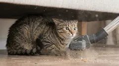 Rumori che spaventano il gatto: quali sono e come aiutarlo a sentirsi al sicuro