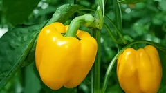  Cosa non va assolutamente piantato accanto ai peperoni: il nemico del tuo raccolto