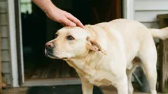 Come accarezzare correttamente il cane: 5 zone da evitare all’inizio