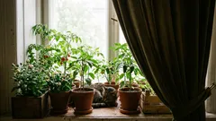 Dove piantare le piantine di melanzane in modo che non perdano i boccioli?