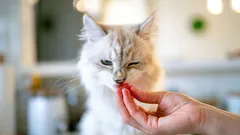 Perché non si dovrebbe dare da mangiare al gatto con le mani: 5 motivi che semplificheranno la vita di tutti i giorni